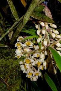 Dendrobium thyrsiflorum