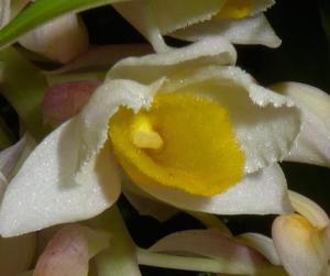 Dendrobium thyrsiflorum