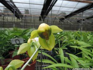 Catasetum viridiflavum