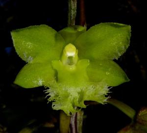 Dendrobium fimbrilabium