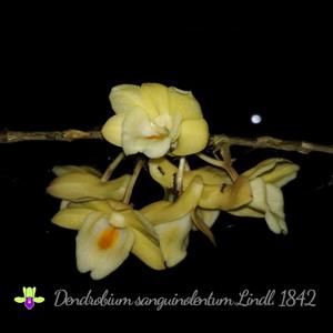 Dendrobium sanguinolentum