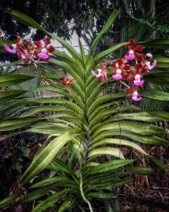 Vanda insignis