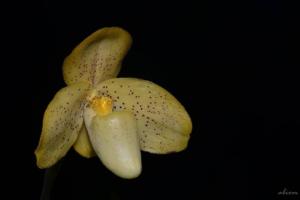 Paphiopedilum concolor