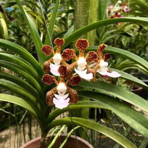 Vanda insignis