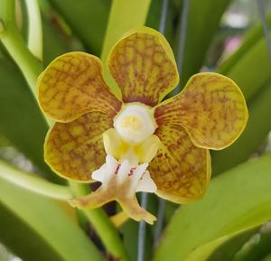 Vanda motesiana