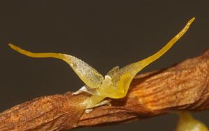 Ancistrorhynchus clandestinus