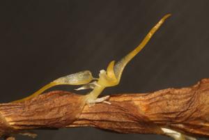 Ancistrorhynchus clandestinus