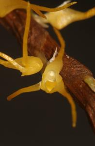 Ancistrorhynchus clandestinus