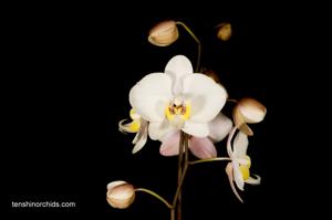 Phalaenopsis philippinensis