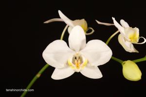 Phalaenopsis aphrodite