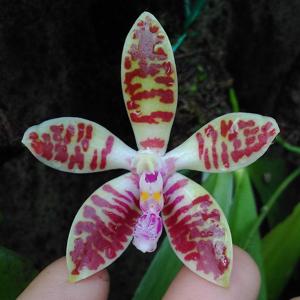 Phalaenopsis corningiana