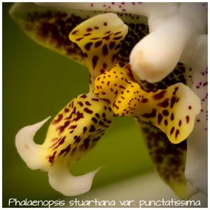 Phalaenopsis stuartiana