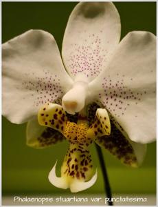 Phalaenopsis stuartiana