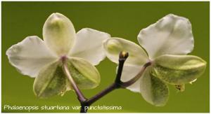 Phalaenopsis stuartiana