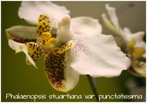 Phalaenopsis stuartiana