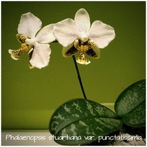 Phalaenopsis stuartiana