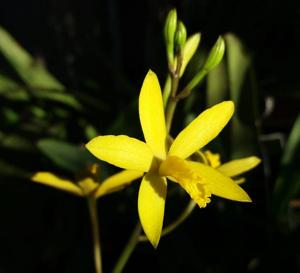 Cattleya endsfeldzii