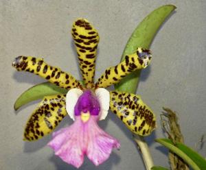 Cattleya aclandiae