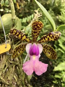 Cattleya aclandiae