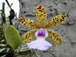 Cattleya aclandiae