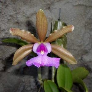 Cattleya aclandiae