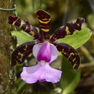 Cattleya aclandiae