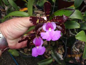 Cattleya aclandiae