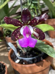 Cattleya aclandiae