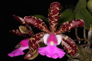 Cattleya aclandiae