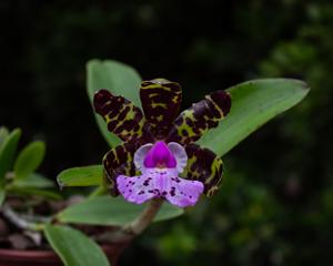 Cattleya aclandiae