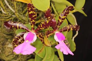 Cattleya aclandiae