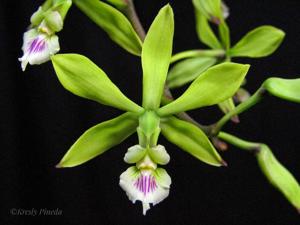 Encyclia ceratistes