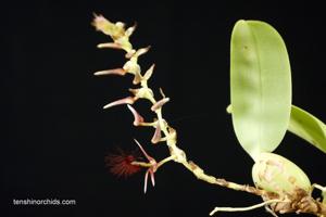Bulbophyllum barbigerum