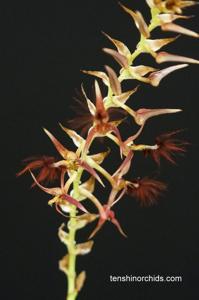 Bulbophyllum barbigerum