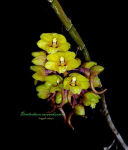 Dendrobium sarawakense