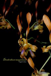 Dendrobium tangerinum