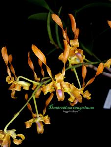 Dendrobium tangerinum