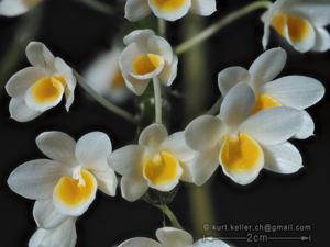 Dendrobium crepidatum