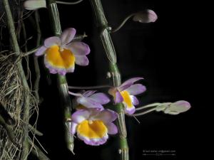 Dendrobium crepidatum