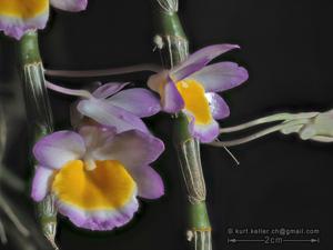 Dendrobium crepidatum