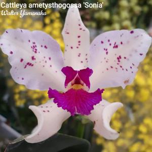 Cattleya amethystoglossa