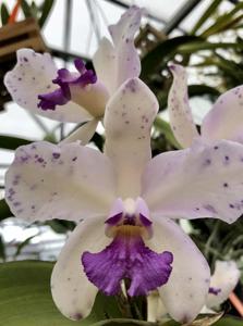 Cattleya amethystoglossa