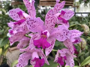 Cattleya amethystoglossa