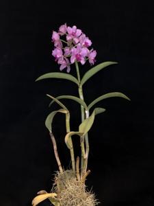 Cattleya amethystoglossa