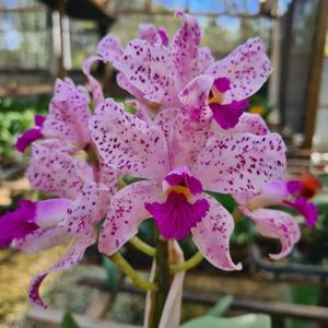 Cattleya amethystoglossa