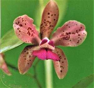 Cattleya amethystoglossa