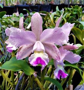 Cattleya amethystoglossa