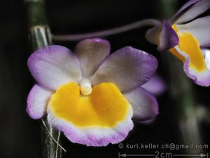 Dendrobium crepidatum