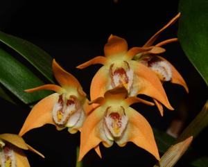 Dendrobium fleckeri