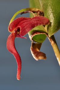 Pleurothallis ruberrima